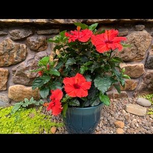 Meet your Posher, Becky